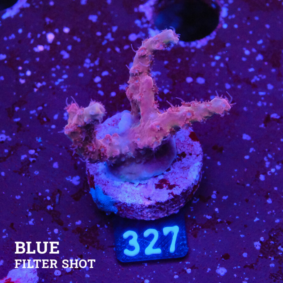 Acropora 'Ugly Duckling'