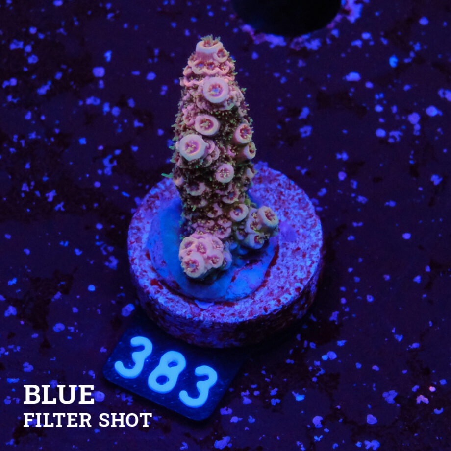 Acropora Millepora 'Purple'