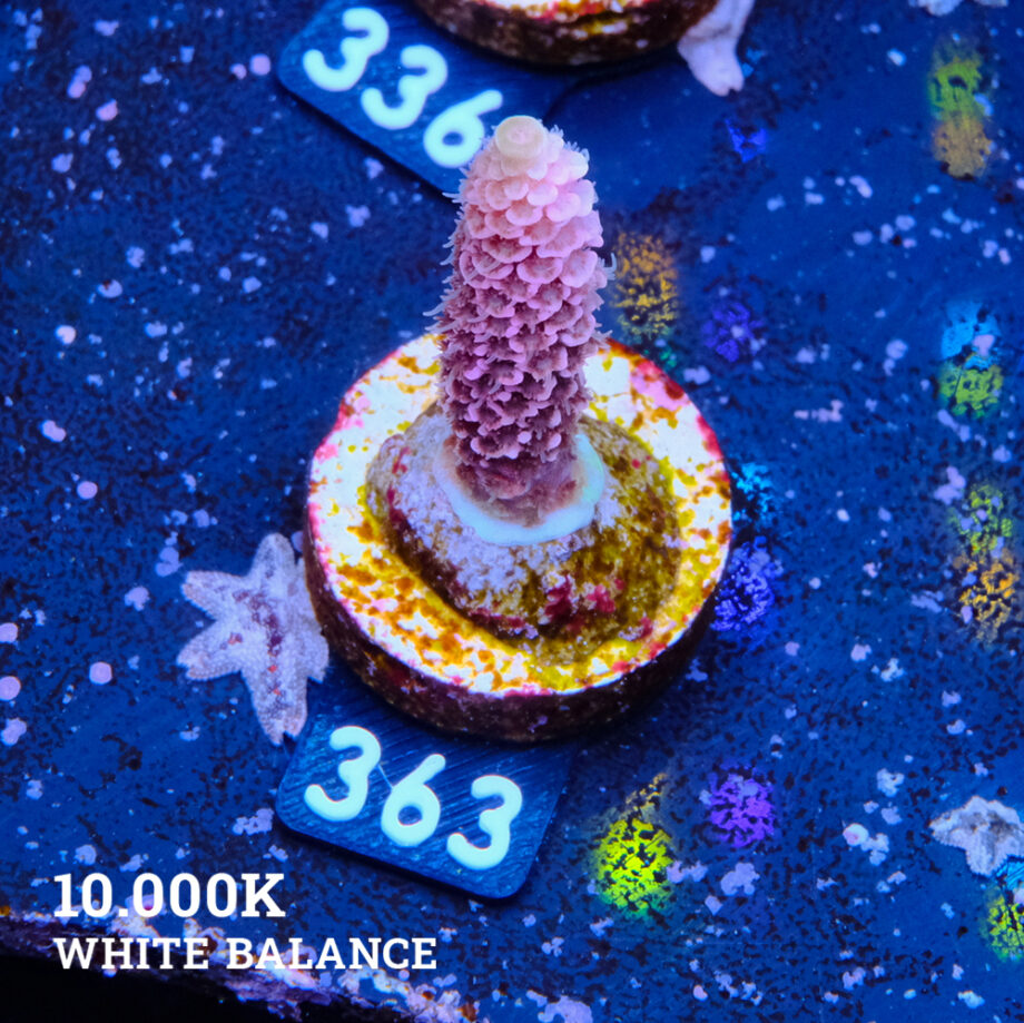 Acropora Millepora 'Snowy Mountain'