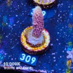Acropora Millepora 'Snowy Mountain'