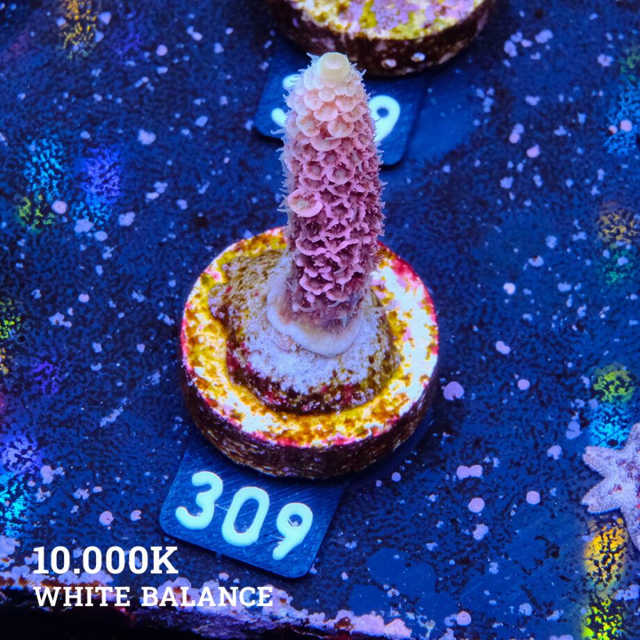 Acropora Millepora 'Snowy Mountain'