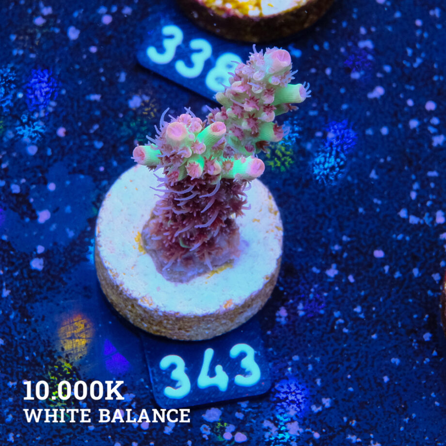 Acropora Microklados 'SSC'