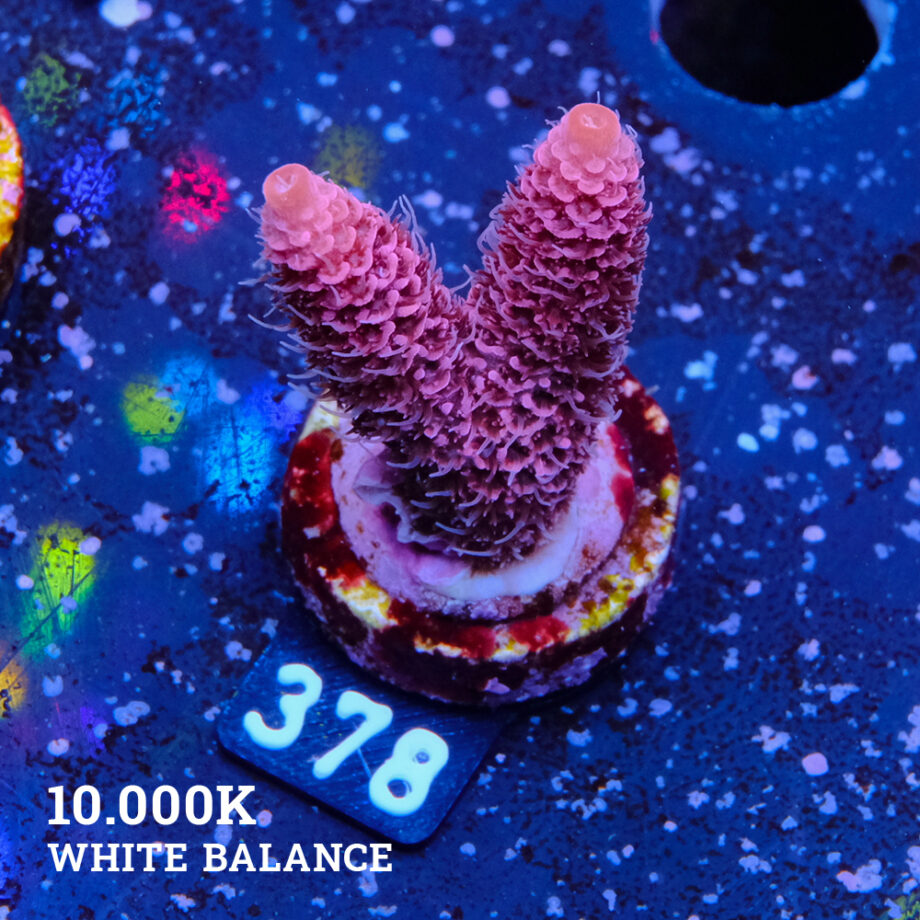 Acropora Millepora 'Purple'