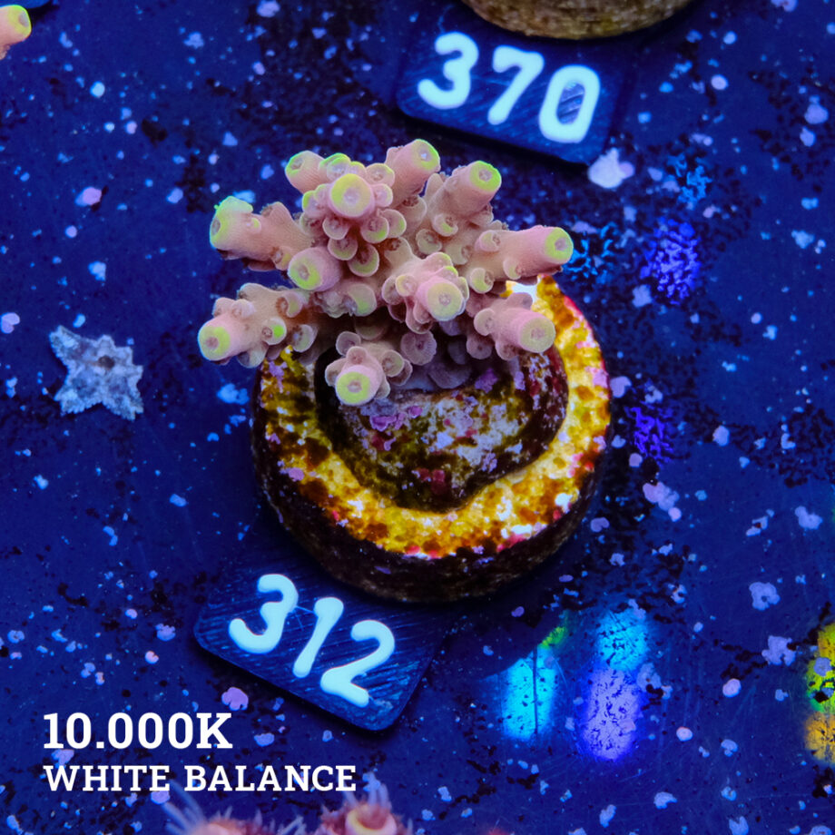 Acropora Latistella 'Bali Shorty'