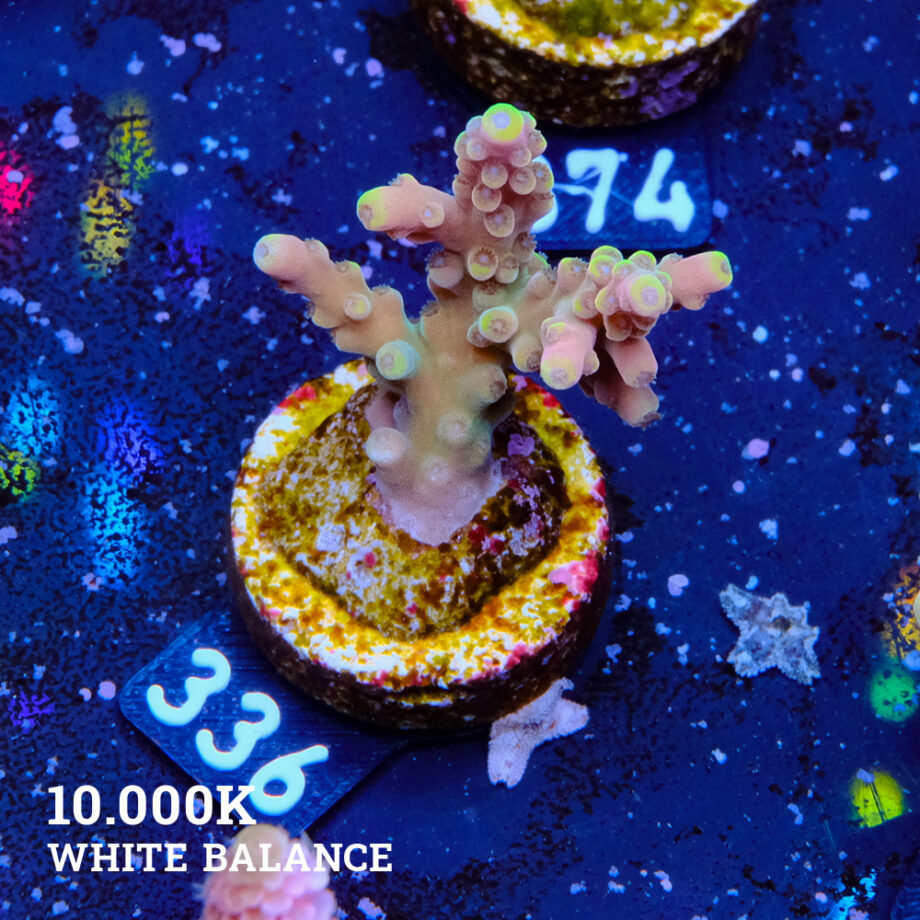 Acropora Latistella 'Bali Shorty'