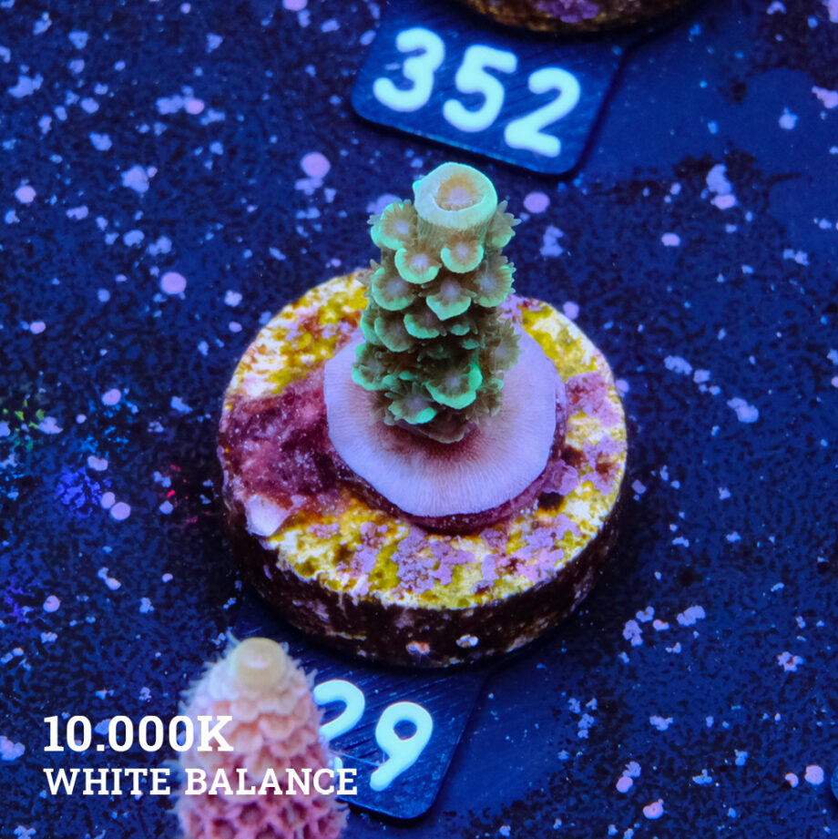Acropora Tenuis 'Petrol'