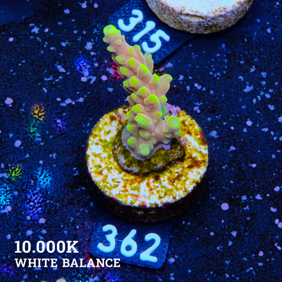 Acropora Latistella 'Bali Shorty'