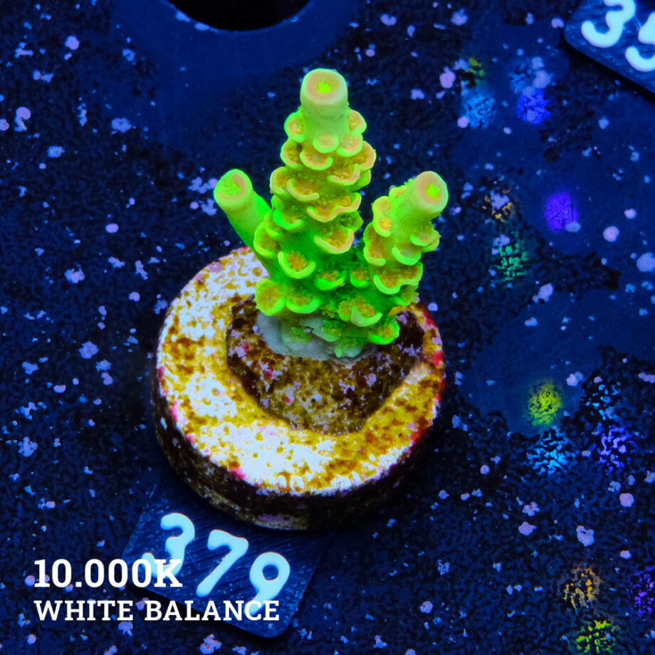Acropora Tenuis 'Indo Green'