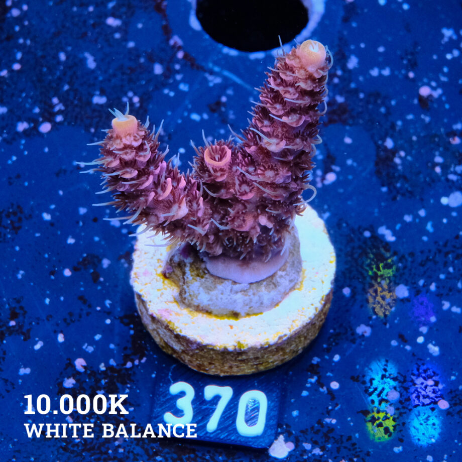 Acropora Millepora 'Pink & Blue Polyp