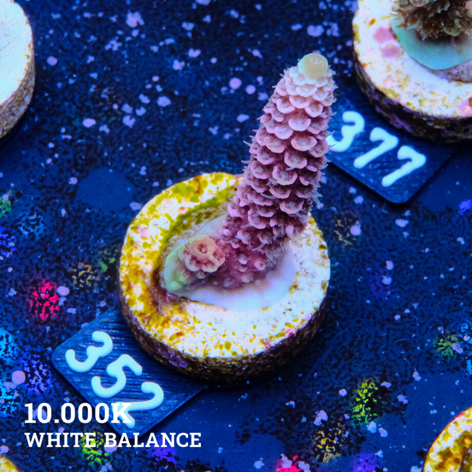 Acropora Millepora 'Snowy Mountain'