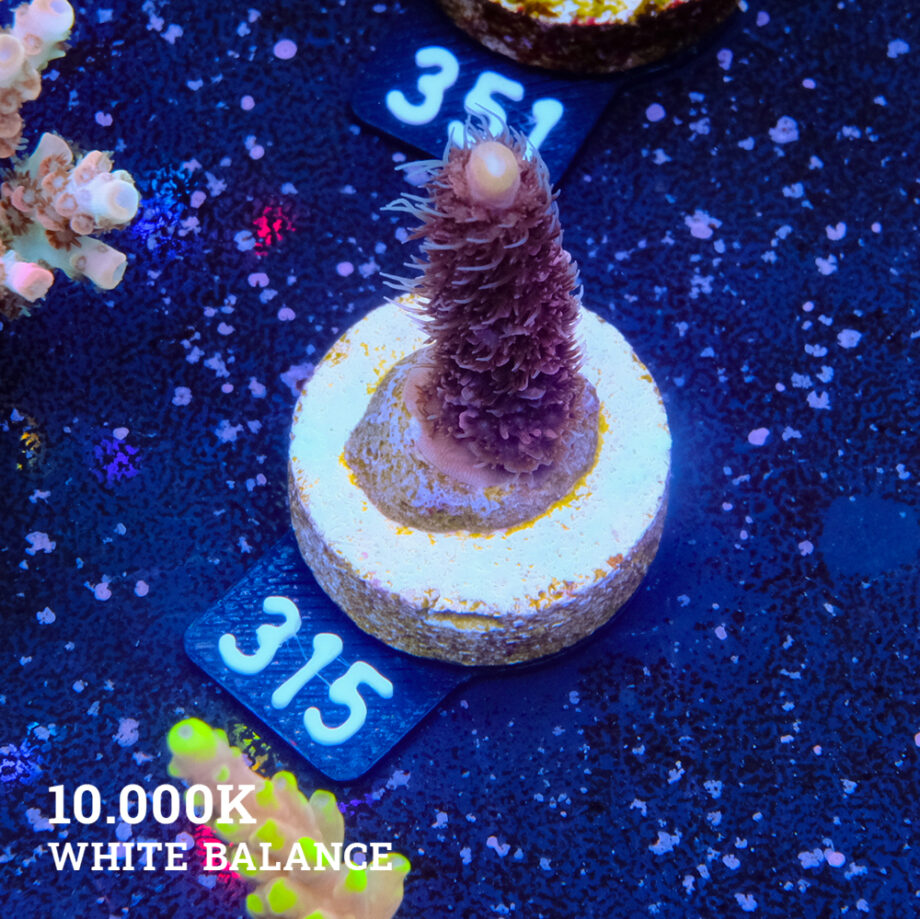 Acropora Millepora 'Pink & Blue Polyp'