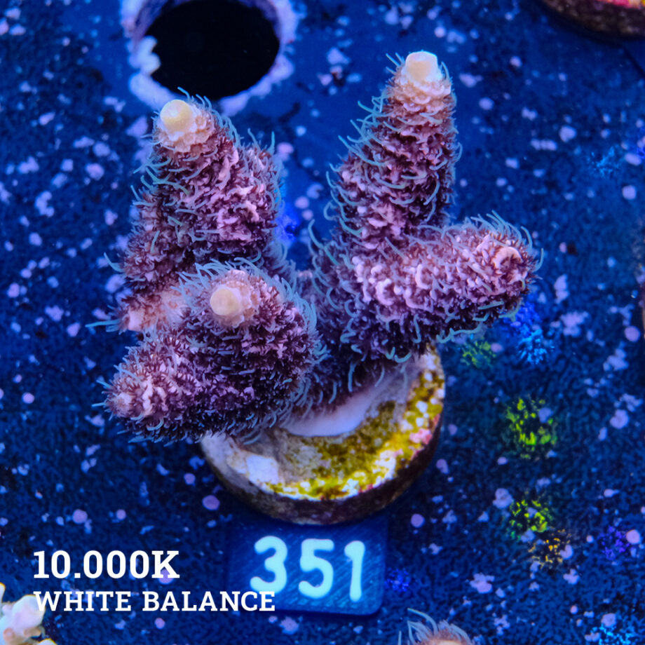 Acropora Millepora 'Pink & Blue Polyp