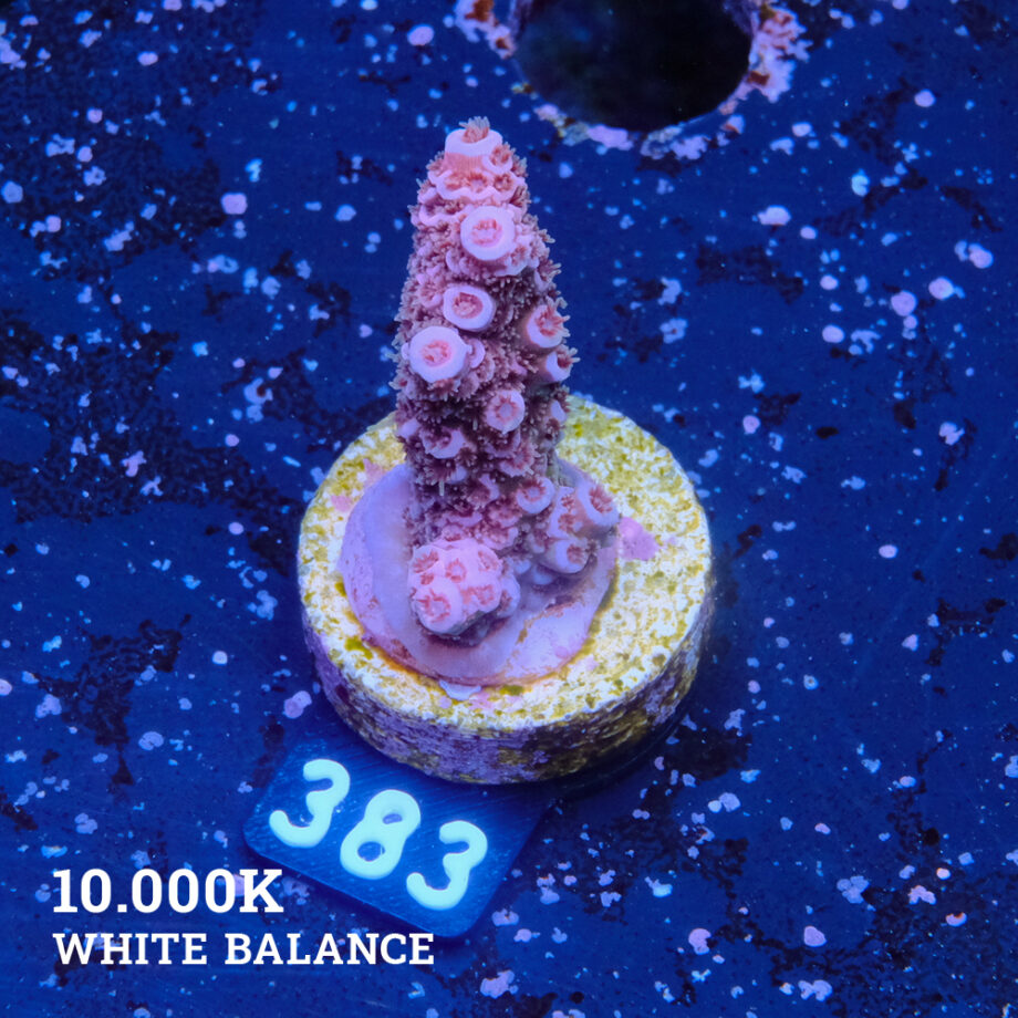Acropora Millepora 'Purple'