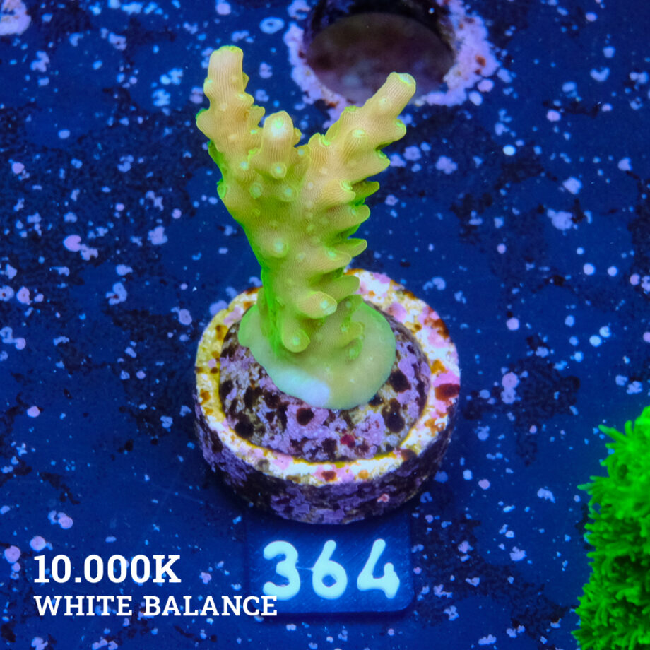 TK Mango Garden