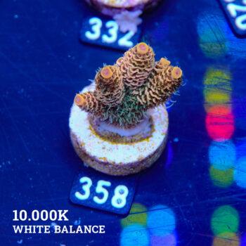 Acropora Millepora 'Orange