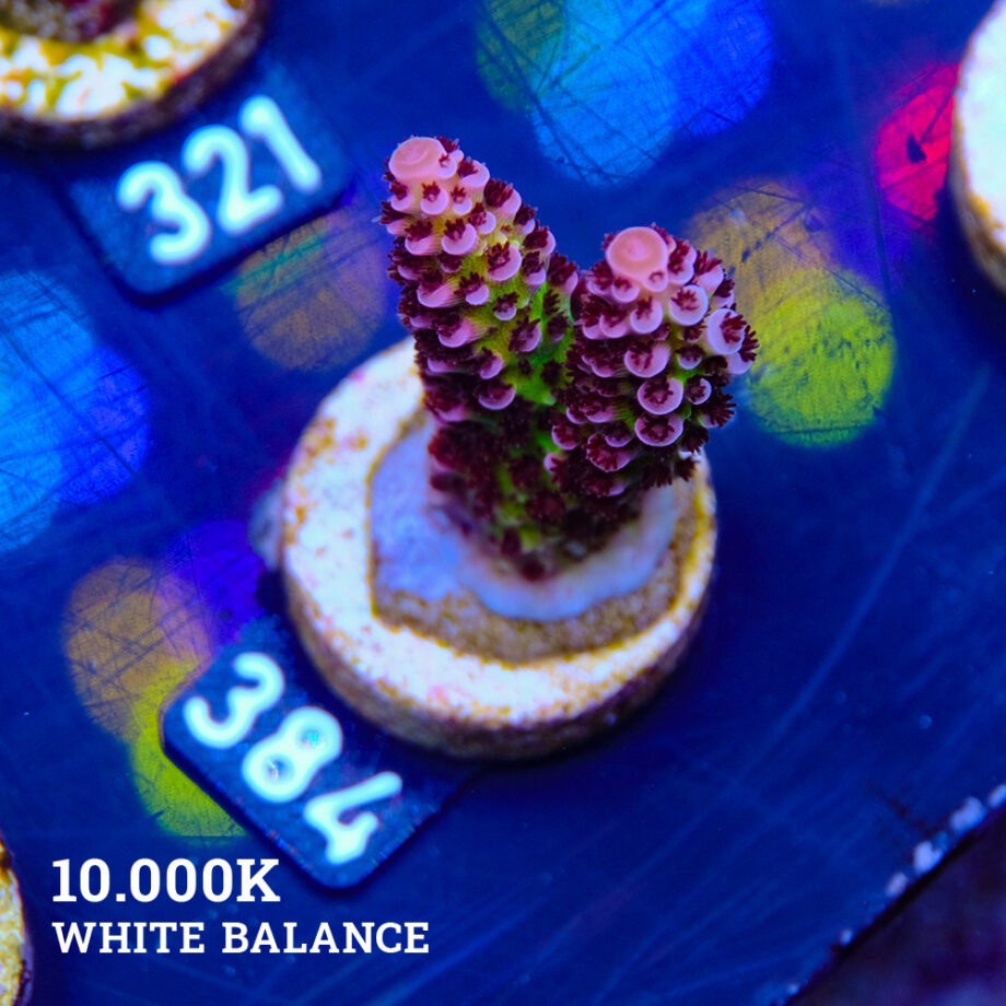 Acropora "Fluo Bicolor