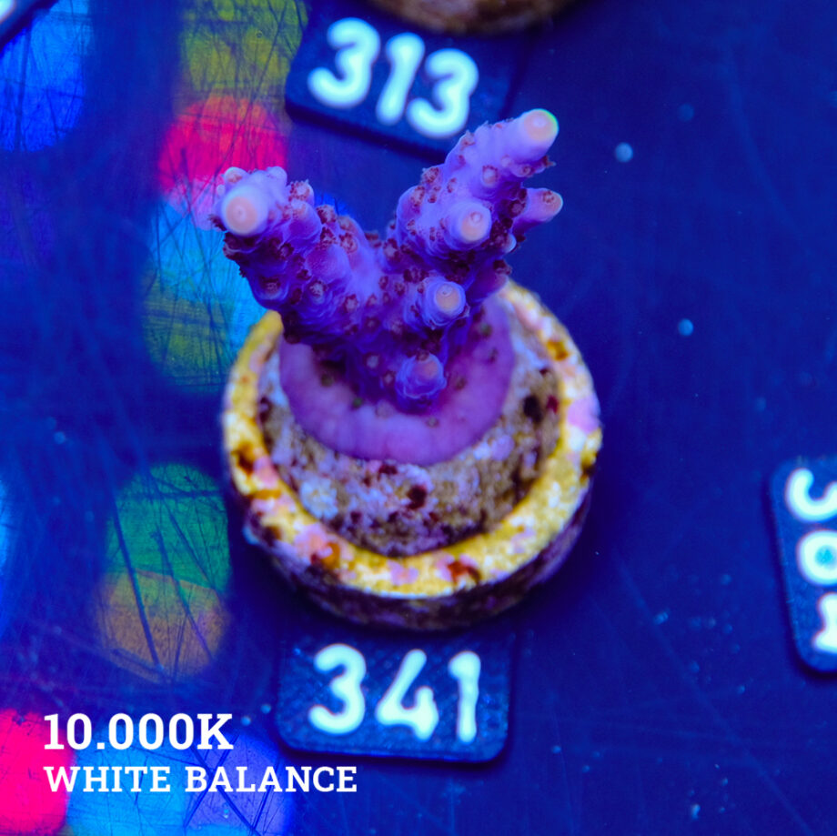 TK Super Purple