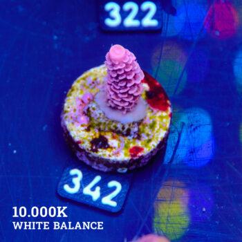Acropora Millepora 'Pink'