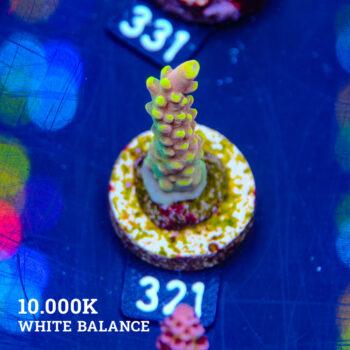 Acropora latistella 'Bali Shorty'