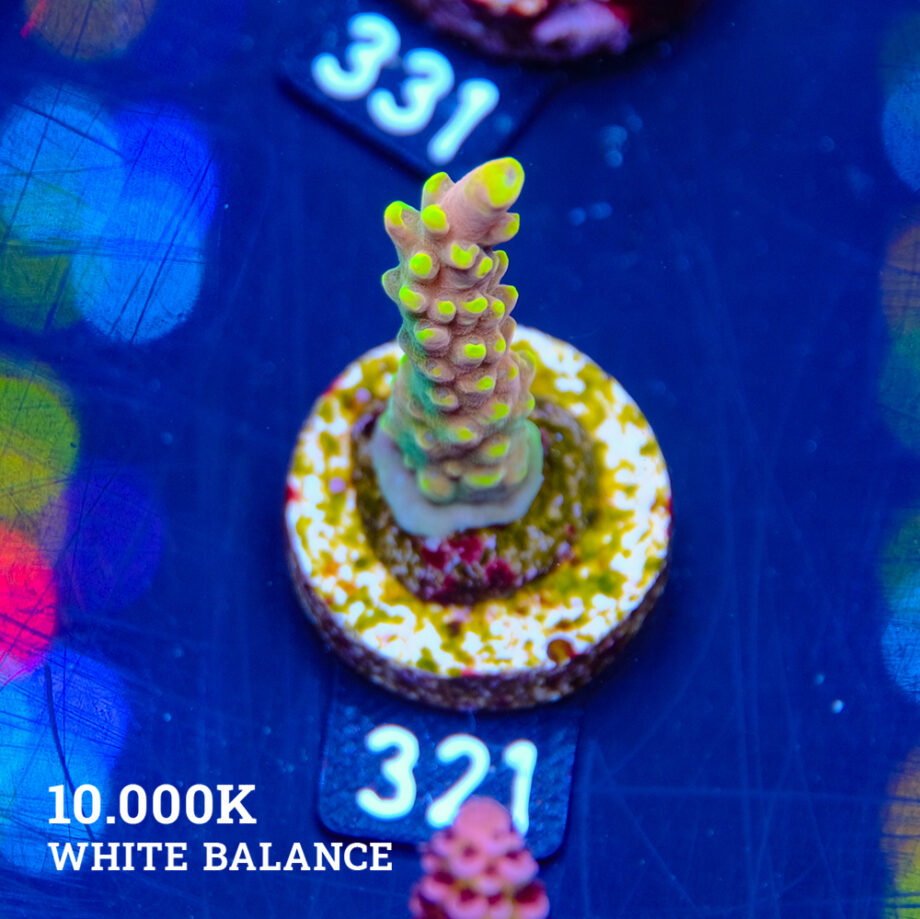 Acropora latistella 'Bali Shorty'