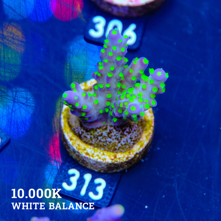 Acropora 'Tricplor'