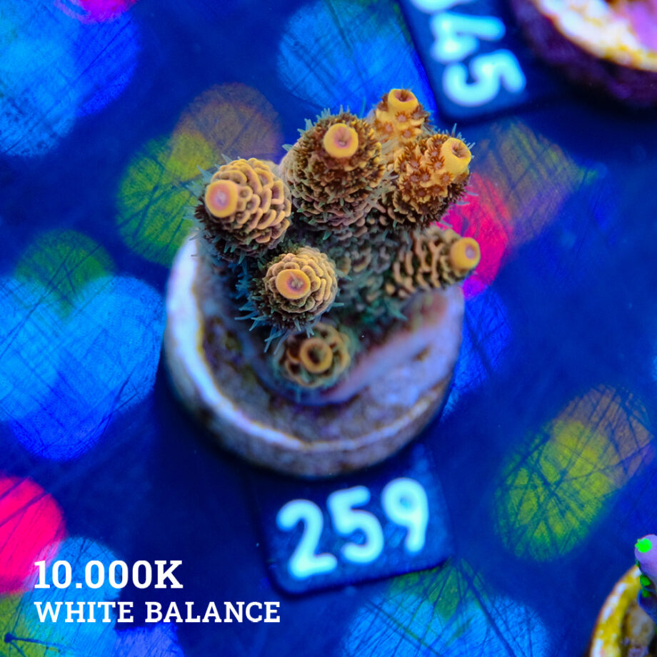 Acropora Millepora 'Orange