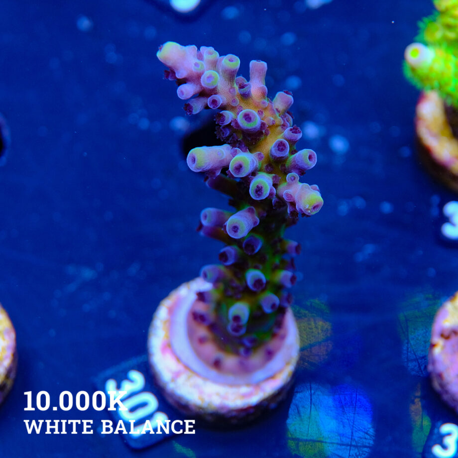 Acropora Tortuosa 'Cali Tort'