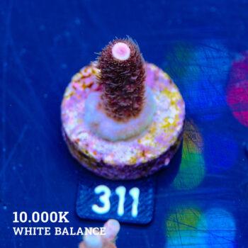 Acropora Millepora