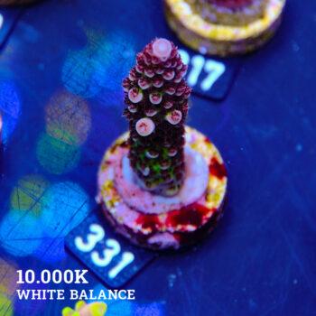 Acropora 'Fluo Bicolor II'