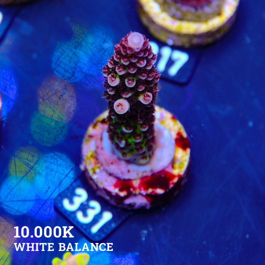 Acropora 'Fluo Bicolor II'