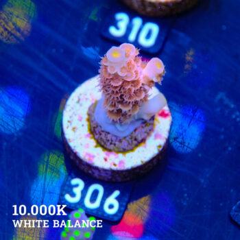 Acropora Tenuis 'Pink'
