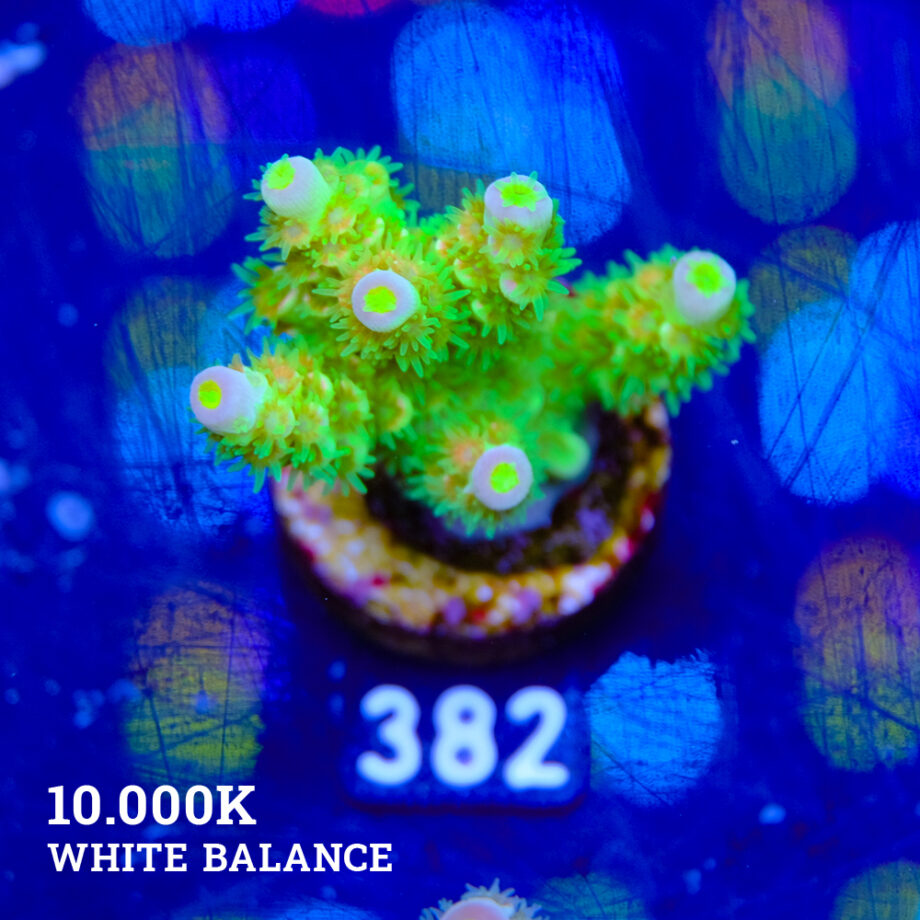 Acropora Tenuis 'Green Rainbow' ULTRA!
