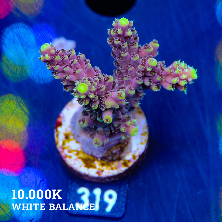Acropora 'Purple & Yellow'