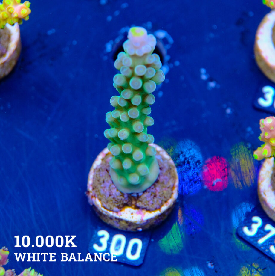 Acropora Austera 'Yellow Tip'