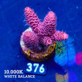 Acropora Millepora 'Pink'