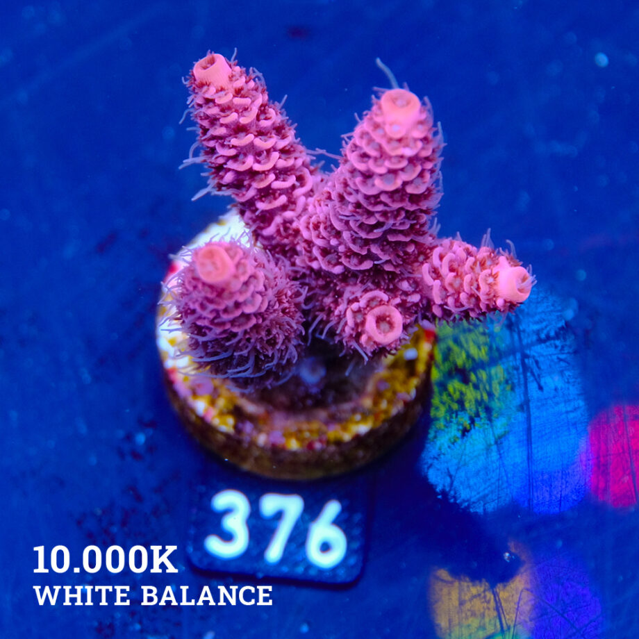 Acropora Millepora 'Pink