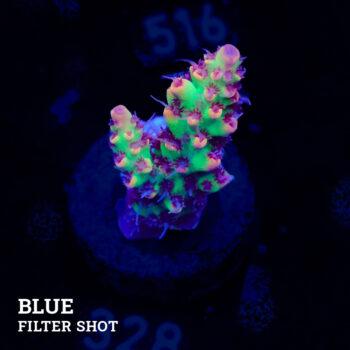 Acropora microklados 'SSC'