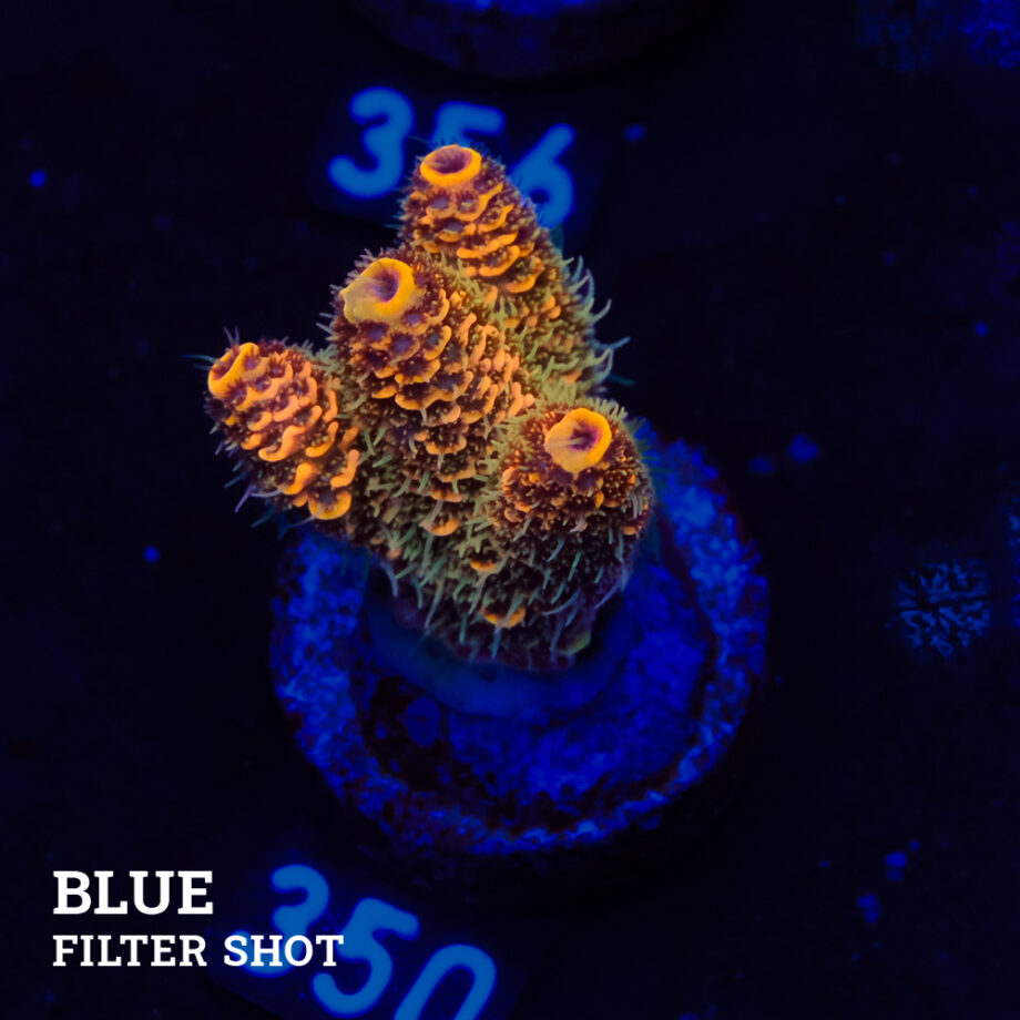 Acropora Millepora 'Orange'