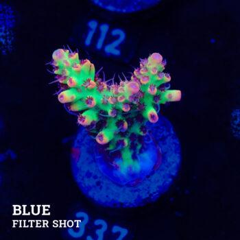 Acropora microklados 'SSC'