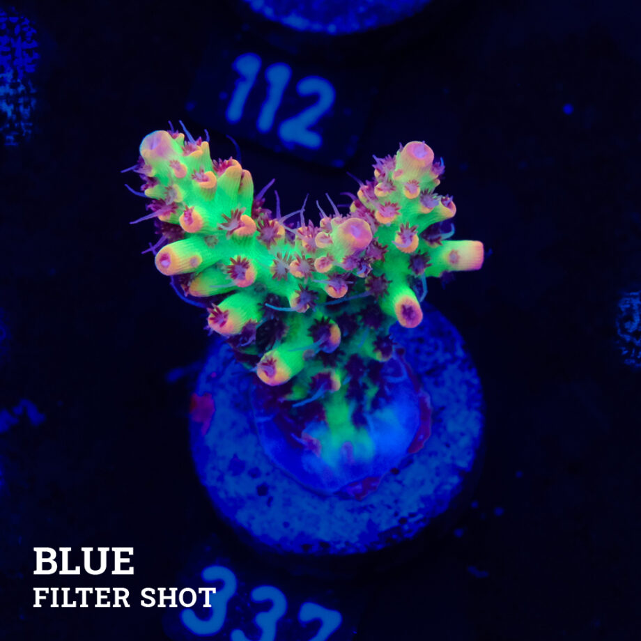 Acropora microklados 'SSC'