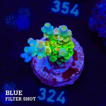 Acropora Tenuis 'Rainbow' (Arco iris)