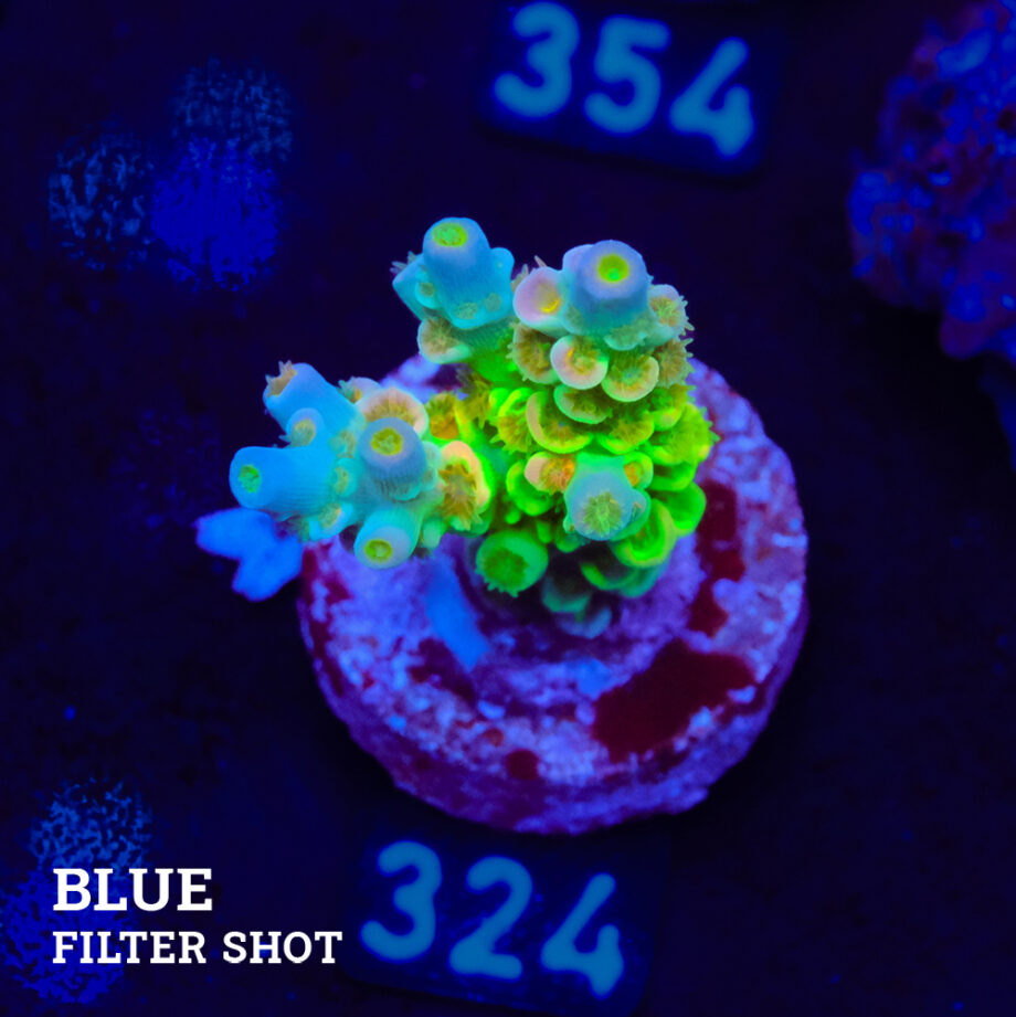 Acropora Tenuis 'Rainbow'