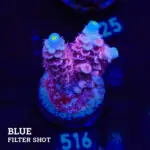 Acropora Tenuis 'Pink'