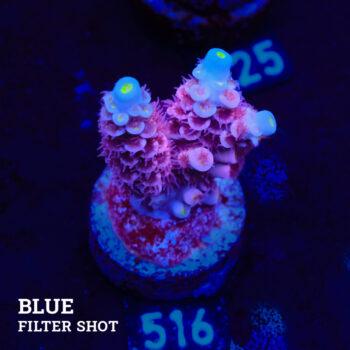 Acropora Tenuis 'Rosa