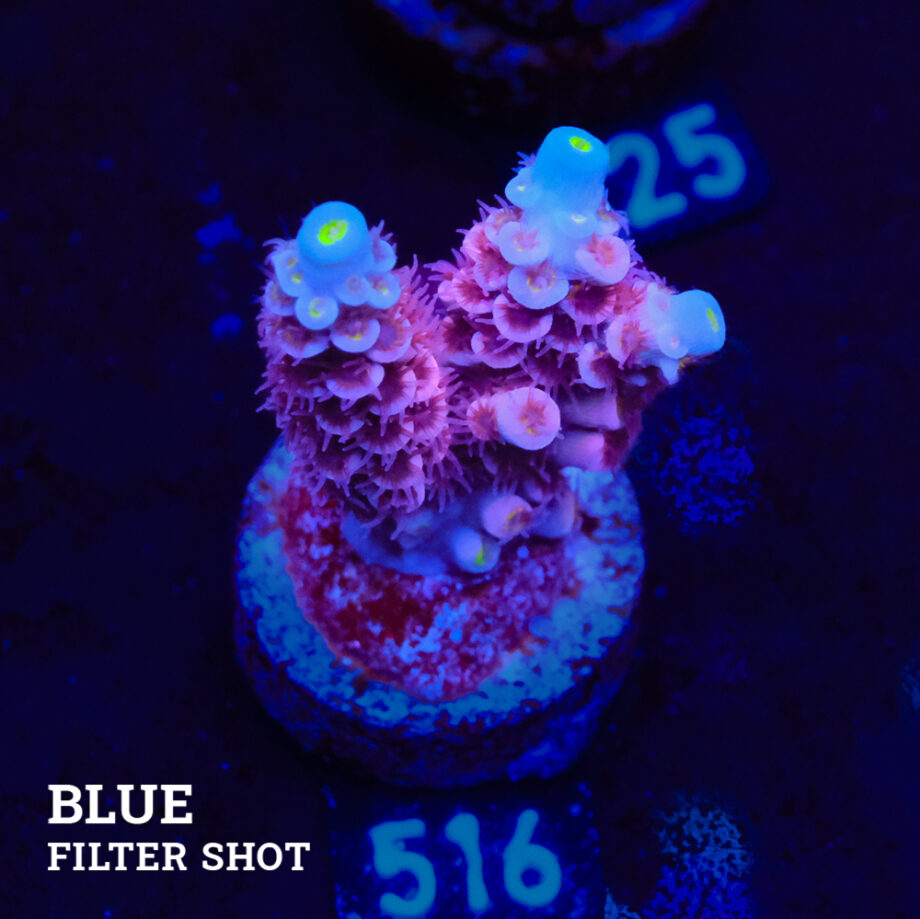 Acropora Tenuis 'Rosa