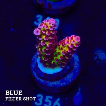 Acropora "Fluo Bicolor