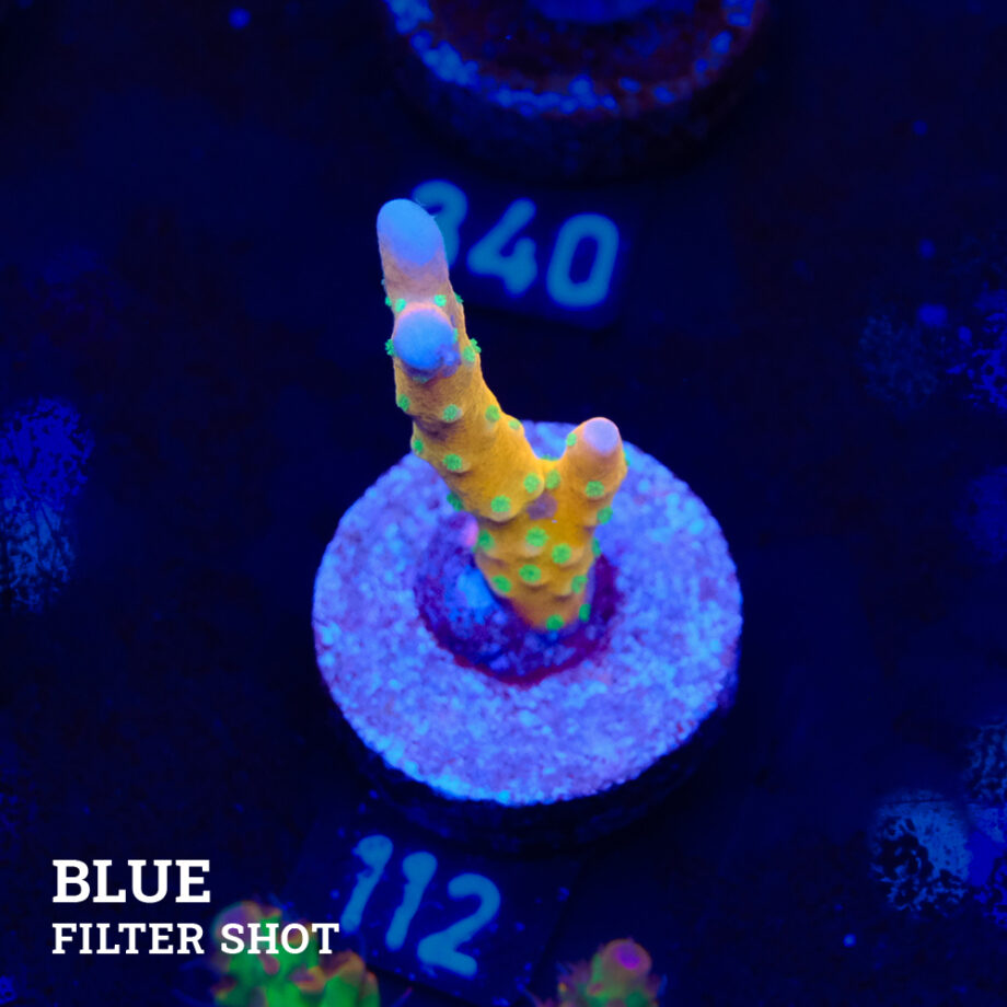 Anacropora 'Tropicana