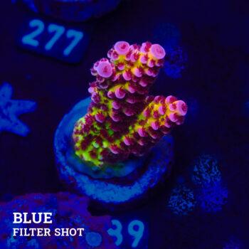 Acropora "Fluo Bicolor