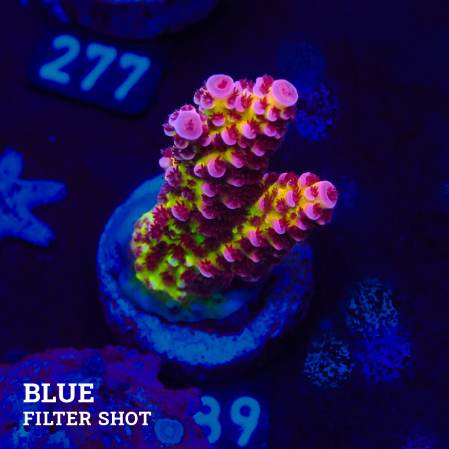 Acropora 'Fluo Bicolor'