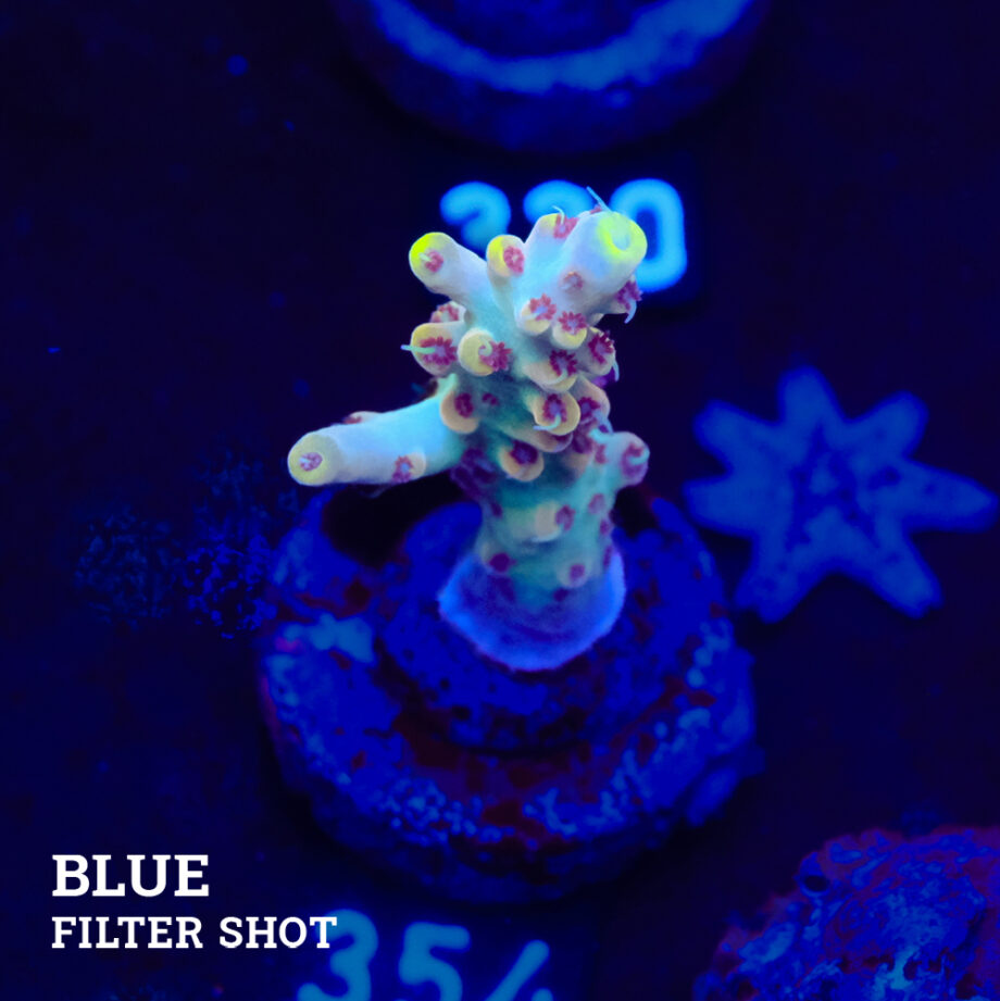 Acropora 'Blue & Yellow Tips#